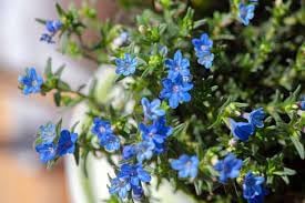 Heirloom Non-GMO Lithodora Flower Seeds for Planting – Vibrant Blue Blooms for Rock Gardens