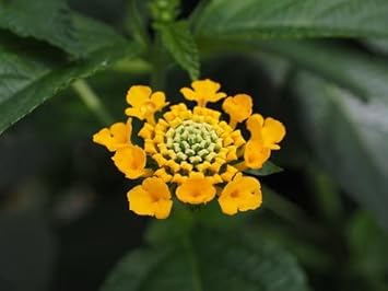 Yellow Verbena Flower Seeds for Planting – Heirloom, Non-GMO, Organic