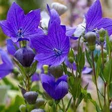 Heirloom Non-GMO Balloon Goluboy Flower Seeds – Rare Blue Perennial Flower Seeds - Non-GMO for planting in home garden