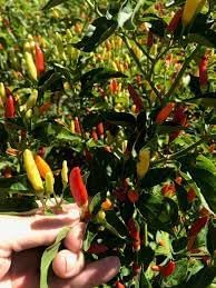 Pepper Vegetable Seeds for Planting - 50 pcs