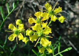 Ruta Graveolens Flower Seeds Heirloom Non GMO Planting - 100 pcs for planting in home garden