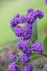 Heliotrope Flower Seeds for Planting - 100 pcs