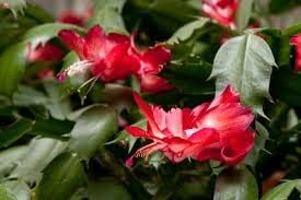 Red Schlumbergera Flower Seeds for Garden - NON GMO Seeds
