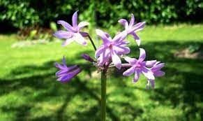 Tulbaghia Flower Seeds for Planting – Fresh, Organic, Heirloom, Non-GMO Society Garlic Seeds
