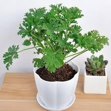 Citronella Plant Seeds for Planting - NON GMO Seeds