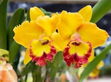 Yellow Red Cattleya Flower Seeds for Planting - 100 pcs