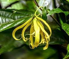 Organic Ylang Flower Seeds for Planting – Heirloom, Non-GMO