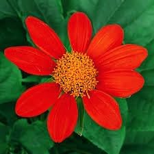 Tithonia Flower Seeds for Planting - 100 pcs