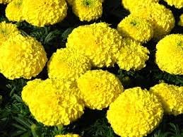Chrysanthemum Marigold Flower Seeds for Planting 100 pcs -Hierloom Flower Seeds