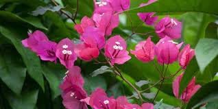 Bougainvillea Flower Seeds Heirloom Non GMO Planting - 100 pcs