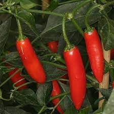 Serrano Pepper Vegetable Seeds for Planting -heirloom & Non-GMO Seeds