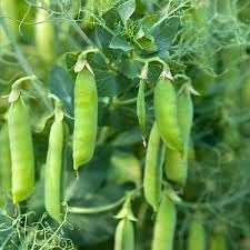 Pea Pisum sativum seeds for garden planting