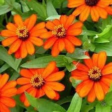 Heirloom Zinnia Profusion Flower Seeds for Planting – Heirloom, Non-GMO, Colorful Blooms