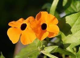 Thunbergia Alata Flower Seeds – Heirloom Non-GMO Seeds for Vibrant Climbing Garden Planting