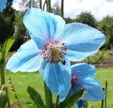 Heirloom Meconopsis Betonicifolia Flower Seeds for Garden Planting, Non-GMO, Himalayan Blue Poppy Blooms - Meconopsis for planting in home garden