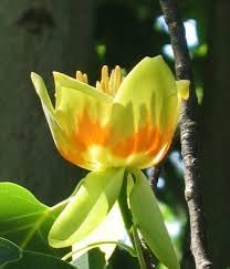 Tulpenbaum Flower Seeds for Planting - 100 Pcs pcs