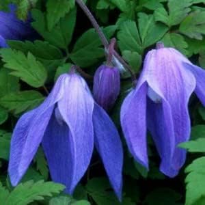 Heirloom Non-GMO Blue Clematis Flower Seeds for Planting – Vibrant Climbing Vine Bloom Seeds