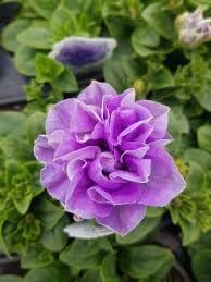 Floribunda Flower Seeds for Planting - NON GMO Seeds