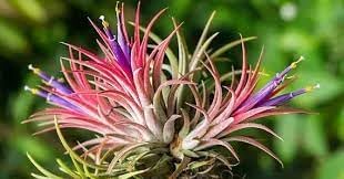 Bromeliad Tillandsia Plant Seeds for Planting - 100 pcs