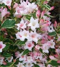 Horse Chestnut Flower Seeds – Heirloom Non-GMO Seeds for Ornamental Shade Tree Planting