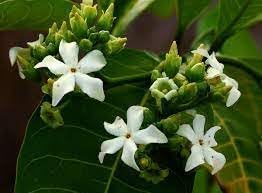 Voacanga Flower Seeds for Planting â€“ NON GMO Seeds