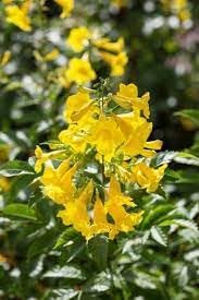 Heirloom Esperanza Flower Seeds for Garden Planting, Non-GMO, Yellow Trumpet Blooms for Borders