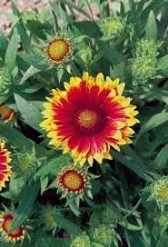Arizona Flower Seeds for Planting - 100 Pcs pcs