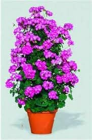 Violet Climbing Geranium Flower Seeds