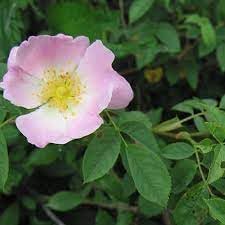 Rosa Canina Flower Seeds for Planting 100 pcs -Hierloom Flower Seeds