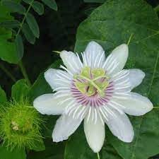 Passion Flower Seeds for Garden - NON GMO Seeds