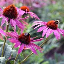 Heirloom Non-GMO Pink Echinacea Coneflower Seeds for Planting – Medicinal and Ornamental Garden Flowers for planting in your garden.