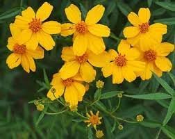 Lemmonii Flower Seeds for Planting - 100 pcs