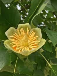 Liriodendron Flower Seeds for Planting â€“ NON GMO Seeds