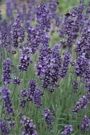 Munstead Lavender Flower Seeds for Planting - NON GMO Seeds