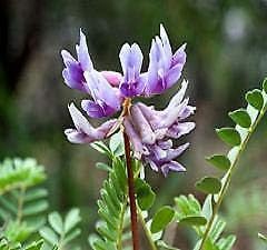 Purple Astragalus Flower Seeds for Planting – Fresh, Organic, Heirloom, Non-GMO Herb Seeds