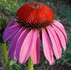 Heirloom Echinacea angustifolia Coneflower Seeds for Planting - Non-GMO Garden Seeds