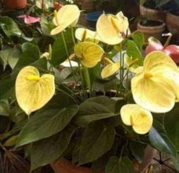 Yellow Anthurium Andraeanu Flower Seeds for Planting - NON GMO Seeds