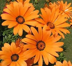 Organic Cape Marigold Flower Seeds for Planting – Heirloom, Non-GMO Garden Seeds