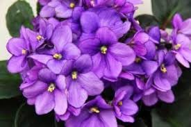 Futaba Violet Flower Seeds for Planting - 100 Pcs pcs