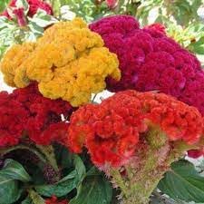 Celosia Flower Planting Seeds for Garden NON GMO Seeds