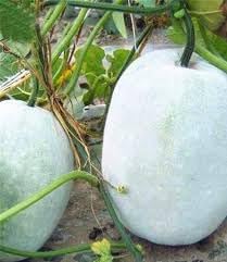 Ash Gourd Winter Melon Seeds for Planting - 100 Pcs pcs