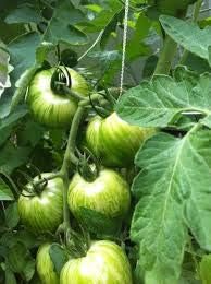 Green White Tomato Seeds for Planting - 100 Pcs pcs