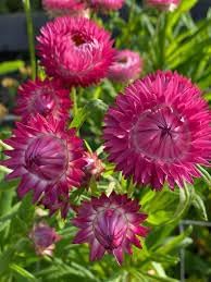Helichrysum Bracteatum Flower Seeds for Planting - NON GMO Seeds