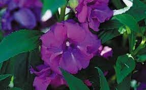 Balsam Camellia Flower Seeds – Heirloom Non-GMO Seeds for Garden Planting