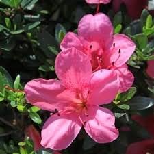 Pink Satsuki Azalea Flower Seeds – Heirloom Non-GMO Flower Seeds for Planting