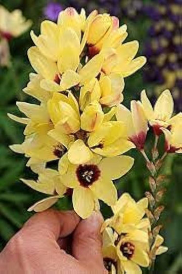 Ixia Flower Seeds for Planting - NON GMO Seeds