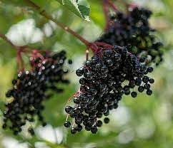 Elderberry Fruit Seeds, Plant for Healthy and Nutritious Berries 100 Pcs pcs