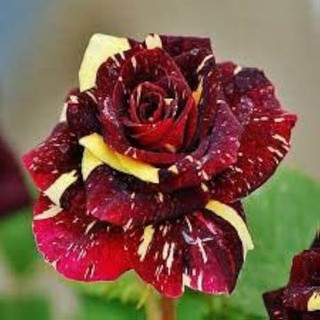 Yellow Maroon Rose Flower Seeds for Planting Non-GMO Heirloom Garden Seeds for Growing