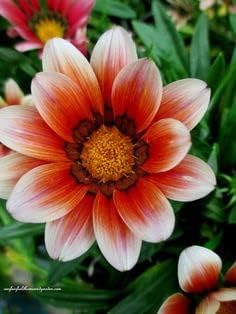 Heirloom Non-GMO White Orange Gazania Flower Seeds for Planting – Vibrant Bloom Seeds