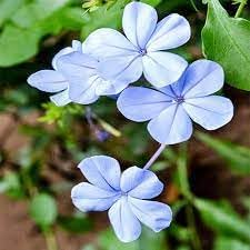 Plumbago Flower Seeds â€“ Heirloom, Non-GMO Seeds for Planting Vibrant Blue Garden Blooms